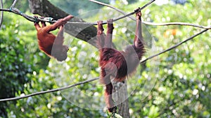 Orang utans swinging in their habitat