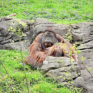 Orangatang