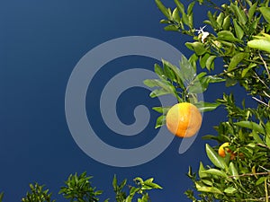 Orange photo