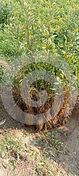 Orange Ã°Å¸ÂÅ  plants for nursery