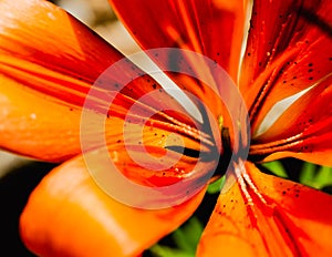 Orange abstract lily in closeup.