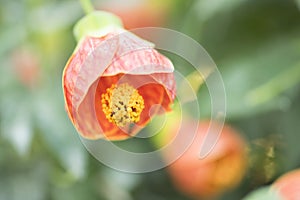 Orange abutilon flowers