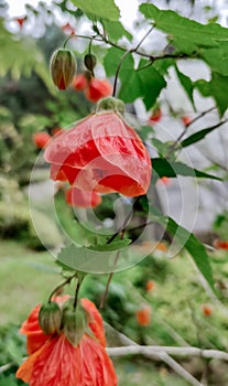 An orange Abutilon Hybridum or maple flower blooming in a nature tourism park. photo