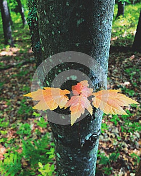 Orange acer tataricum subsp tree leaves photo