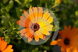 Orange African Daisy