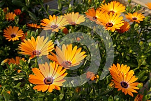 Orange African Daisy