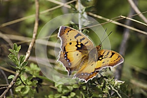 Orange African Wild Butterfly junonia sp. Sitting On A Branch In Lush Green Forest