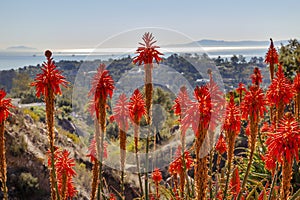 Orange Aloe Cactus Landscape Santa Barbara California