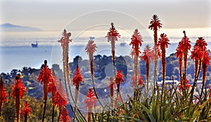 Orange Aloe Cactus Morning Pacific Ocean Landscape Oil Platforms