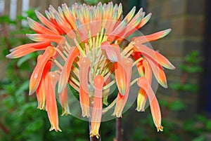 Orange aloe vera flower