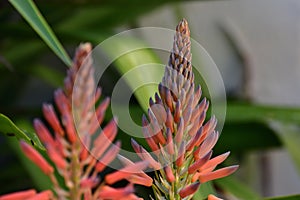 Orange Aloe Vera flower in all its splendor