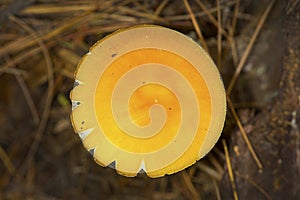 Orange Amanita mushroom in pine needles in New Hampshire