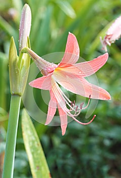 Orange Amaryllis flower