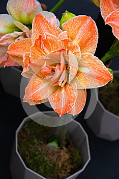 Orange Amaryllis or Hippeastrum in a pot