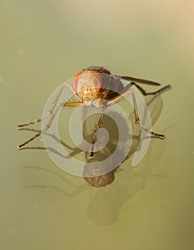 Orange and Amber House Fly Over Double Reflection