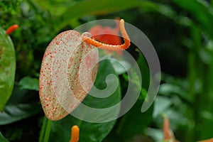 Orange anthurium laceleaf with selective focus