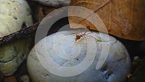 Orange ants on a white stone in the garden