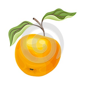 Orange Apple Fruit Isolated on White Background Vector Illustration