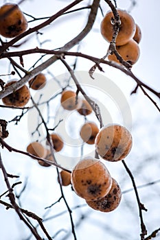 Orange apples hanging on tree branch frozen in winter weather