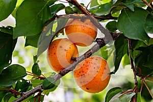 Orange apricot fruit on the tree