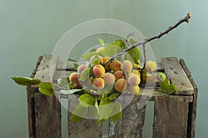 Orange apricots