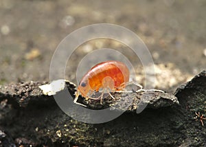 Orange arthropoda on the ground