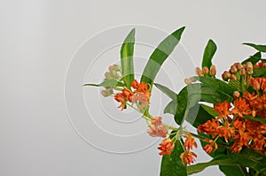 Orange Asclepias flower fon white background