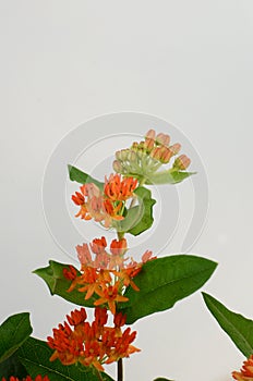 Orange Asclepias flower fon white background