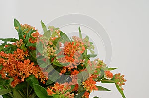 Orange Asclepias flower fon white background