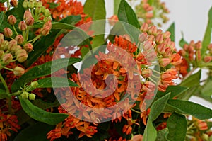 Orange Asclepias flower fon white background