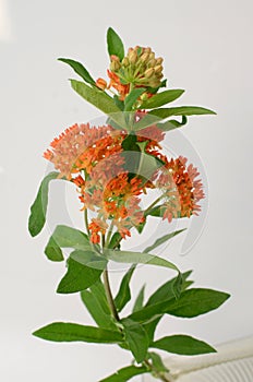 Orange Asclepias flower fon white background photo