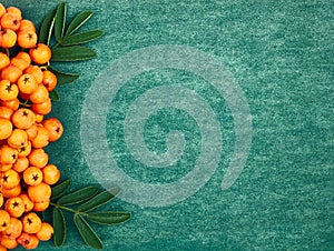 Orange ash berries on green textured background