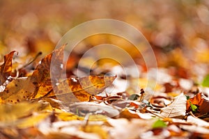 Orange ash leaves on ground against defocused forest. Autumn fall background. Colorful foliage