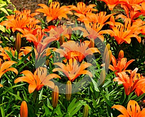 Orange Asian lilies