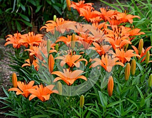 Orange Asian lilies in garden