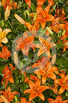 Orange Asiatic Lilies