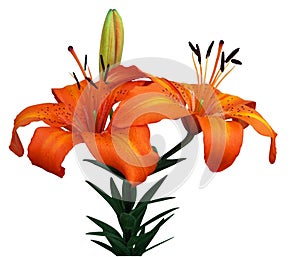 Orange Asiatic Lily photo