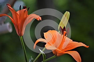 Orange asiatic Lily