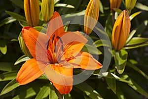 Orange Asiatic Lily