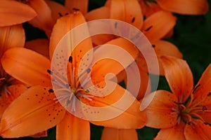 Orange Asiatic Lily in Bloom 2020 I