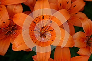 Orange Asiatic Lily in Bloom 2020 II