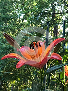 Orange Asiatic Lily in Full Bloom in a Woodland Setting