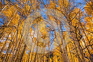 Orange Aspen Trees