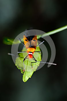 Orange assassin bug