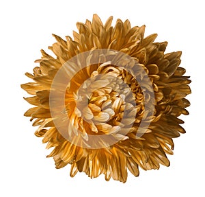 Orange aster flower isolated on white background with clipping path. Closeup no shadows.