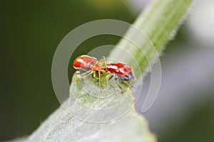 Orange Aulacophora beetle