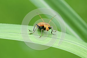 An Orange Aulacophora Beetle