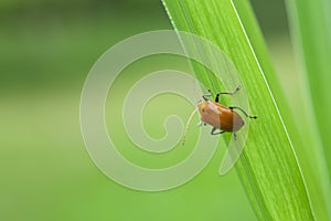 An Orange Aulacophora Beetle