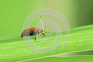 An Orange Aulacophora Beetle