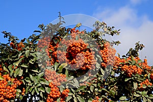 Orange autumn berries of Pyracantha with green leaves on a bush. Brush berry